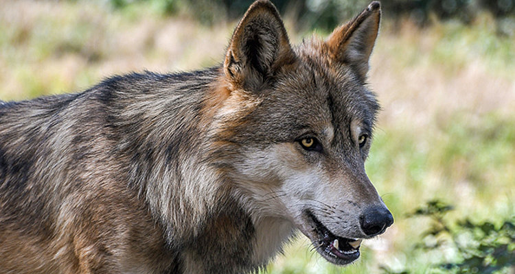Der Wolf – Bedrohung für die Alpwirtschaft oder bedrohte Tierart? Foto: Pixabay